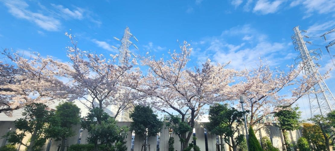 満開の桜